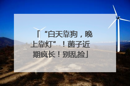 “白天靠狗，晚上靠灯”！菌子近期疯长！别乱捡