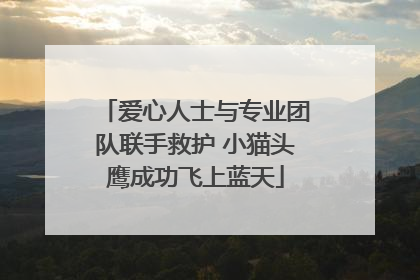 爱心人士与专业团队联手救护 小猫头鹰成功飞上蓝天