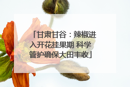 甘肃甘谷：辣椒进入开花挂果期 科学管护确保大田丰收