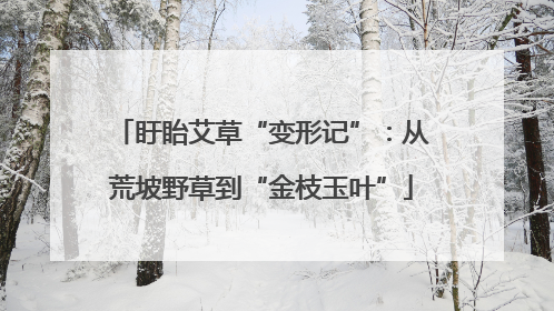 盱眙艾草“变形记”：从荒坡野草到“金枝玉叶”