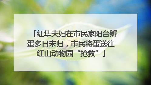红隼夫妇在市民家阳台孵蛋多日未归，市民将蛋送往红山动物园“抢救”