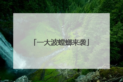 一大波螳螂来袭