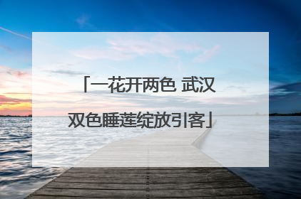 一花开两色 武汉双色睡莲绽放引客