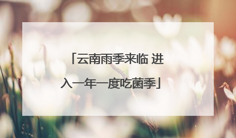 云南雨季来临 进入一年一度吃菌季