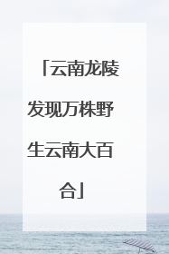 云南龙陵发现万株野生云南大百合