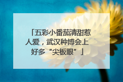 五彩小番茄清甜惹人爱，武汉种博会上好多“尖板眼”