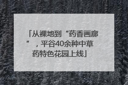 从裸地到“药香画廊”，平谷40余种中草药特色花园上线