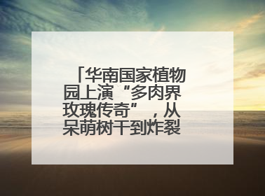 华南国家植物园上演“多肉界玫瑰传奇”，从呆萌树干到炸裂种子全是戏！