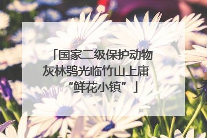 国家二级保护动物灰林鸮光临竹山上庸“鲜花小镇”