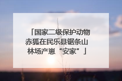 国家二级保护动物赤狐在民乐县锯条山林场产崽“安家”