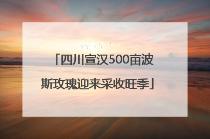 四川宣汉500亩波斯玫瑰迎来采收旺季