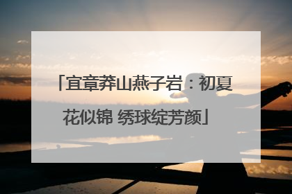 宜章莽山燕子岩：初夏花似锦 绣球绽芳颜