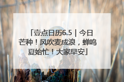 壹点日历6.5｜今日芒种！风吹麦成浪，蝉鸣夏始忙！大家早安
