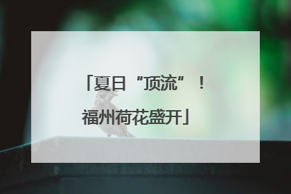 夏日“顶流”！福州荷花盛开