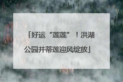 好运“莲莲”！洪湖公园并蒂莲迎风绽放