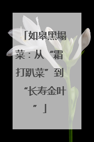 如皋黑塌菜：从“霜打趴菜”到“长寿金叶”