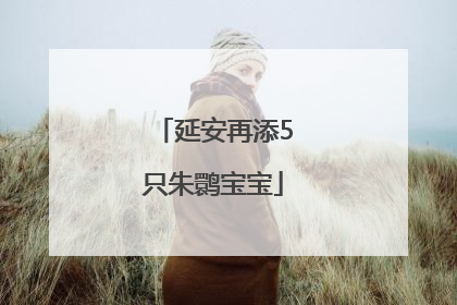 延安再添5只朱鹮宝宝