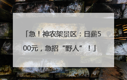 急！神农架景区：日薪500元，急招“野人”！