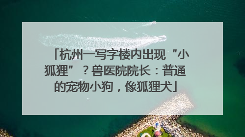杭州一写字楼内出现“小狐狸”？兽医院院长：普通的宠物小狗，像狐狸犬