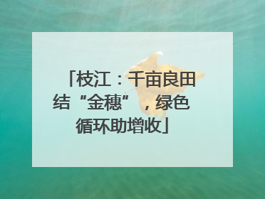 枝江：千亩良田结“金穗”，绿色循环助增收