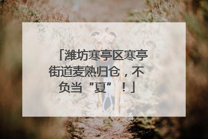 潍坊寒亭区寒亭街道麦熟归仓，不负当“夏”！