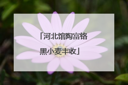 河北馆陶富铬黑小麦丰收