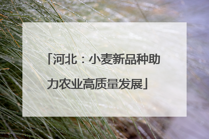 河北：小麦新品种助力农业高质量发展