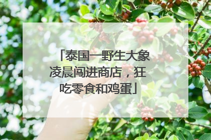 泰国一野生大象凌晨闯进商店，狂吃零食和鸡蛋