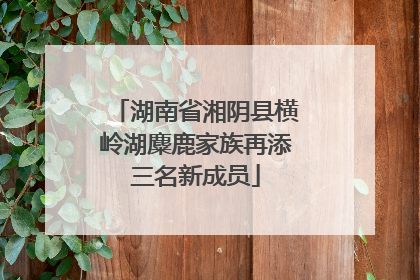 湖南省湘阴县横岭湖麋鹿家族再添三名新成员