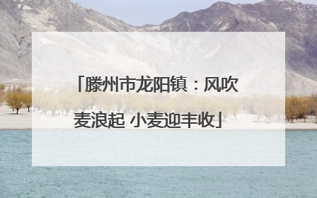 滕州市龙阳镇：风吹麦浪起 小麦迎丰收