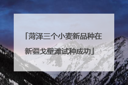菏泽三个小麦新品种在新疆戈壁滩试种成功