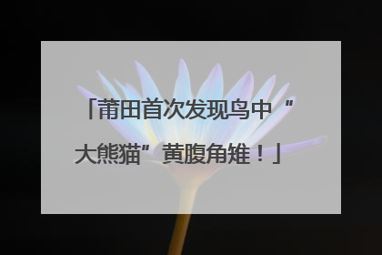 莆田首次发现鸟中“大熊猫”黄腹角雉！