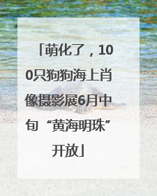 萌化了，100只狗狗海上肖像摄影展6月中旬“黄海明珠”开放