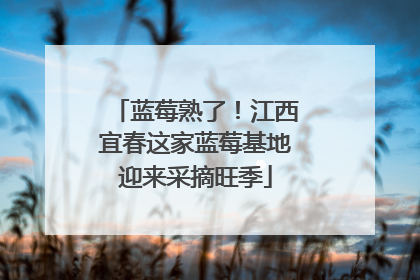 蓝莓熟了！江西宜春这家蓝莓基地迎来采摘旺季