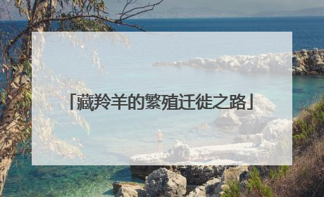 藏羚羊的繁殖迁徙之路