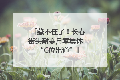藏不住了！长春街头耐寒月季集体“C位出道”
