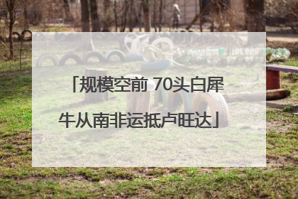 规模空前 70头白犀牛从南非运抵卢旺达