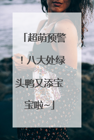 超萌预警！八大处绿头鸭又添宝宝啦~