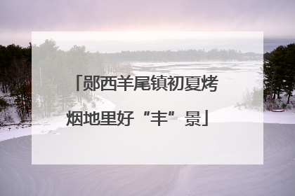 郧西羊尾镇初夏烤烟地里好“丰”景