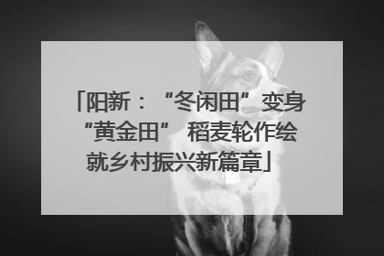 阳新：“冬闲田”变身“黄金田” 稻麦轮作绘就乡村振兴新篇章