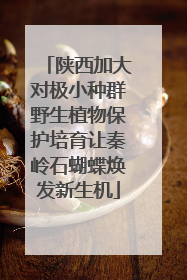 陕西加大对极小种群野生植物保护培育让秦岭石蝴蝶焕发新生机