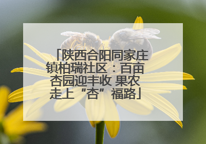 陕西合阳同家庄镇柏瑞社区：百亩杏园迎丰收 果农走上“杏”福路