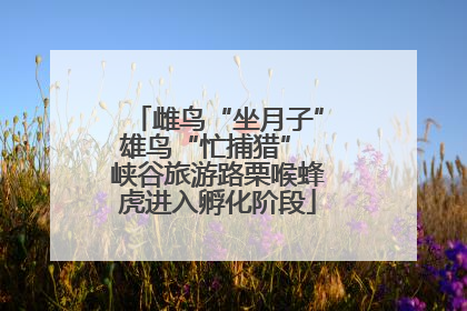 雌鸟“坐月子”雄鸟“忙捕猎” 峡谷旅游路栗喉蜂虎进入孵化阶段