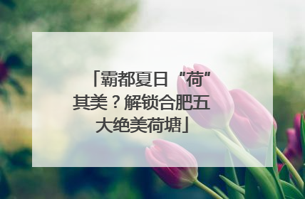 霸都夏日“荷”其美？解锁合肥五大绝美荷塘