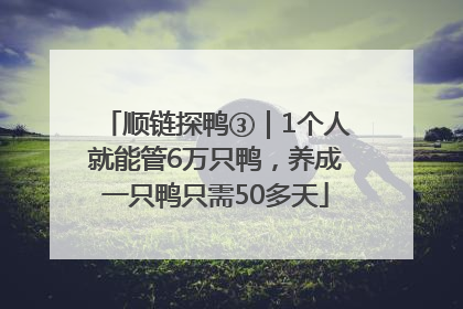 顺链探鸭③｜1个人就能管6万只鸭，养成一只鸭只需50多天