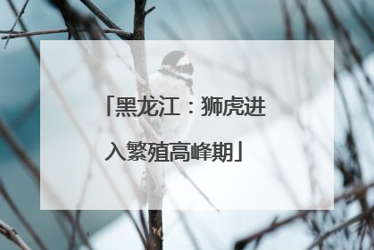 黑龙江：狮虎进入繁殖高峰期