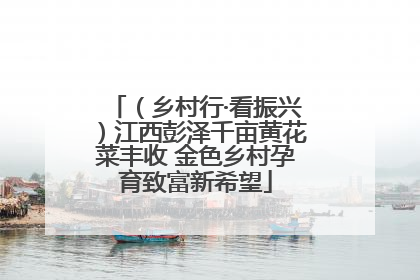（乡村行·看振兴）江西彭泽千亩黄花菜丰收 金色乡村孕育致富新希望