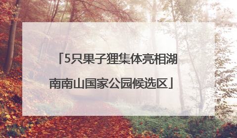 5只果子狸集体亮相湖南南山国家公园候选区